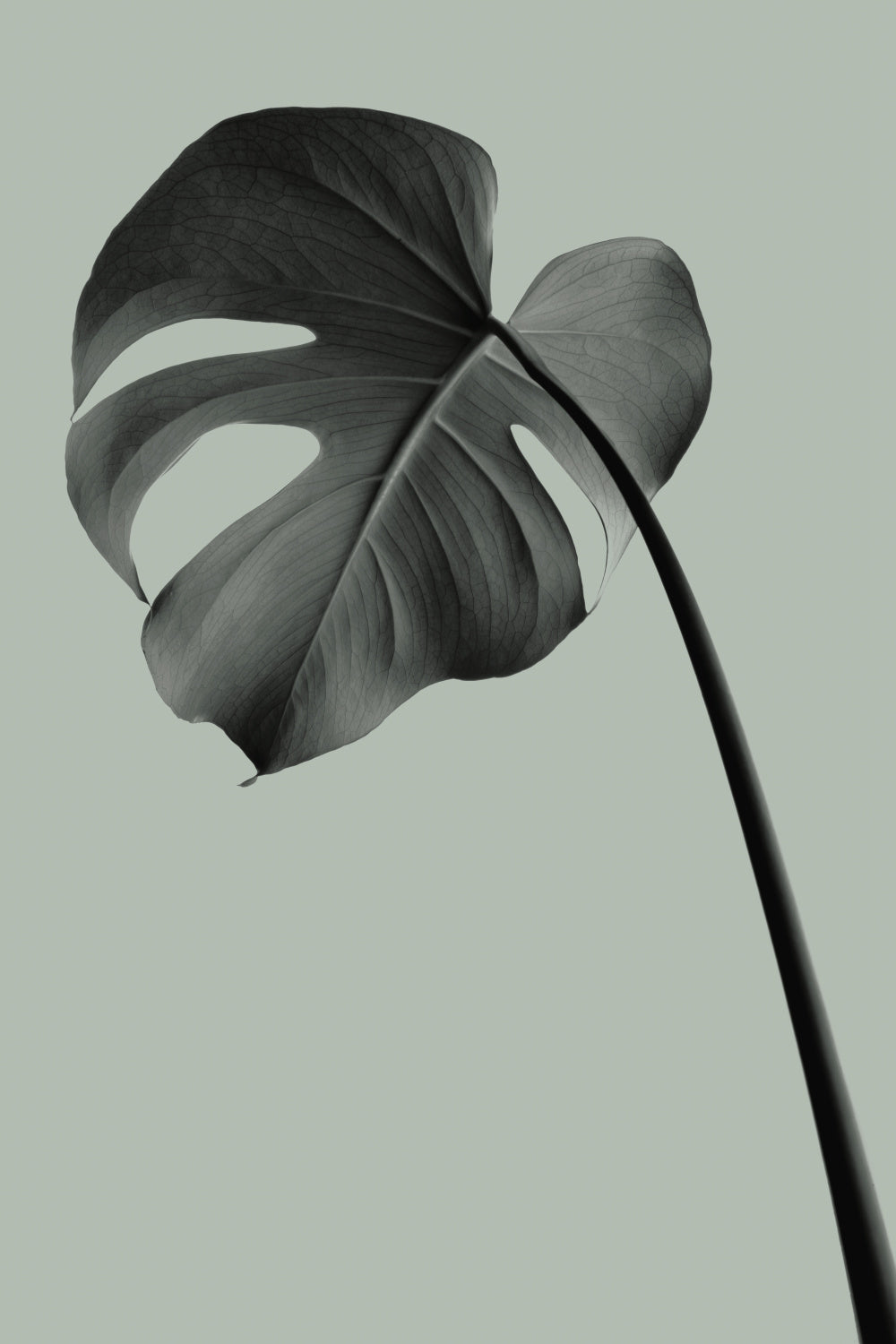 Monstera Teal 02 Poster och Canvastavla