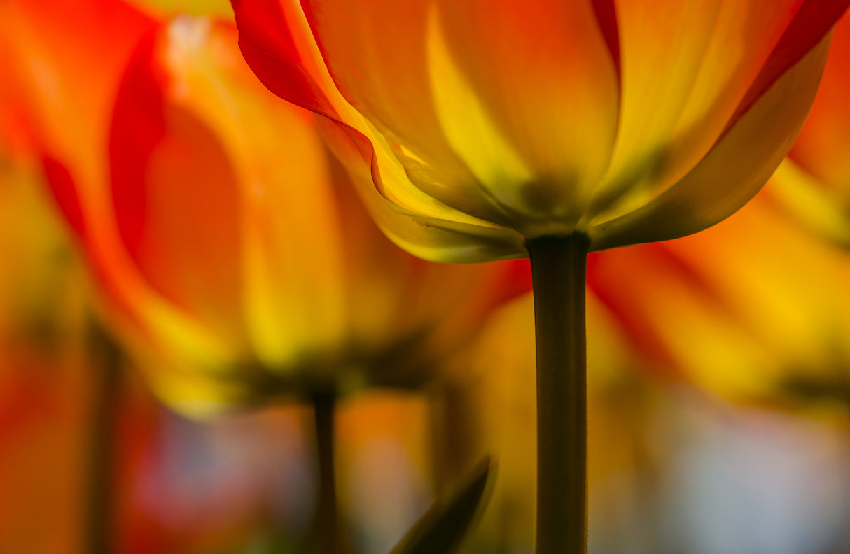 Under the tulip Poster och Canvastavla