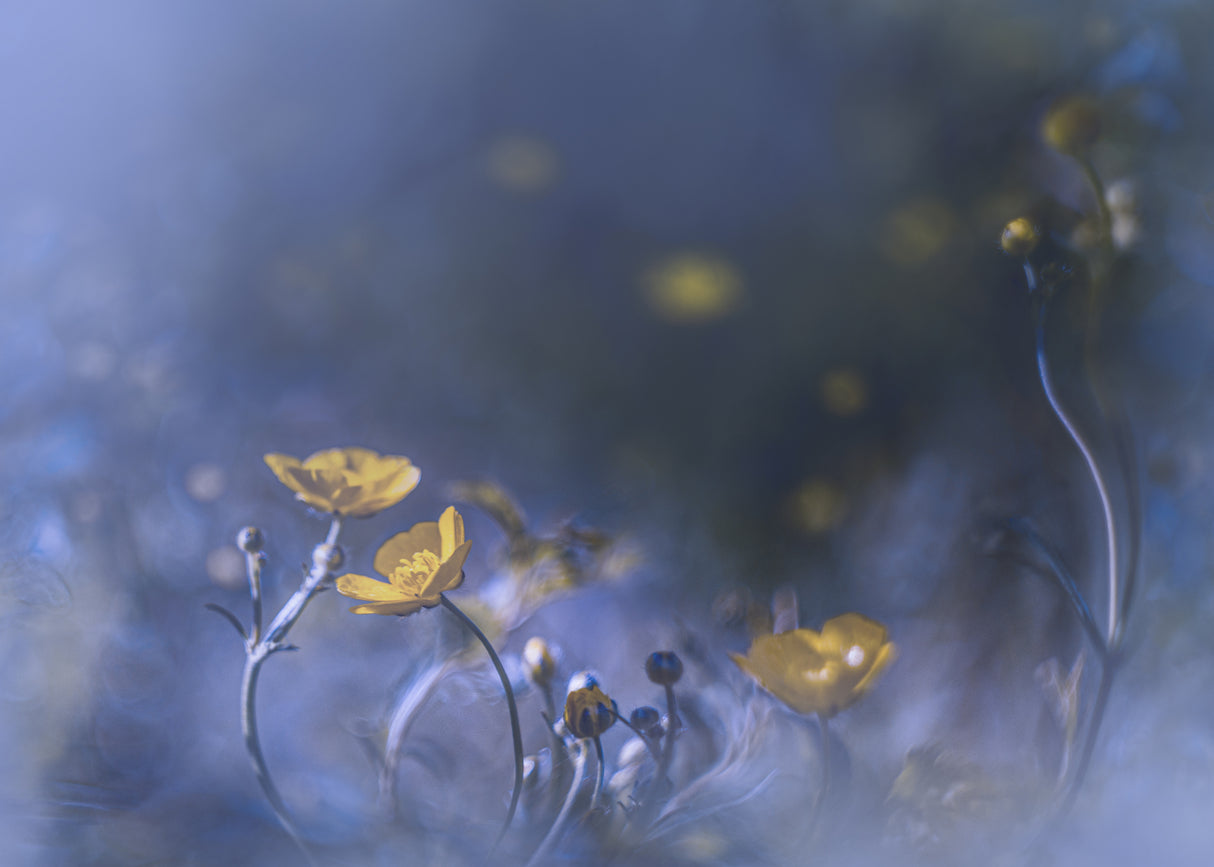 Meadow buttercup Poster och Canvastavla