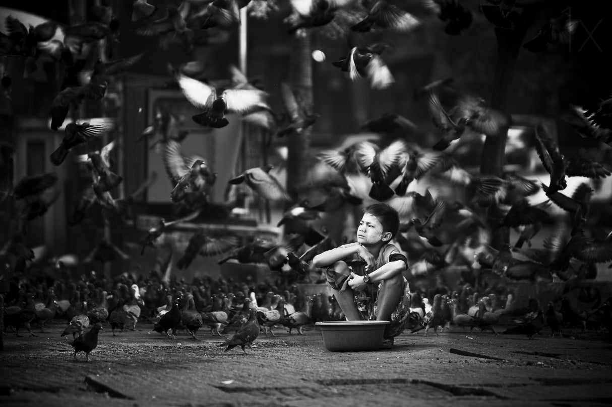 Myanmar's boy with pigeons Poster och Canvastavla