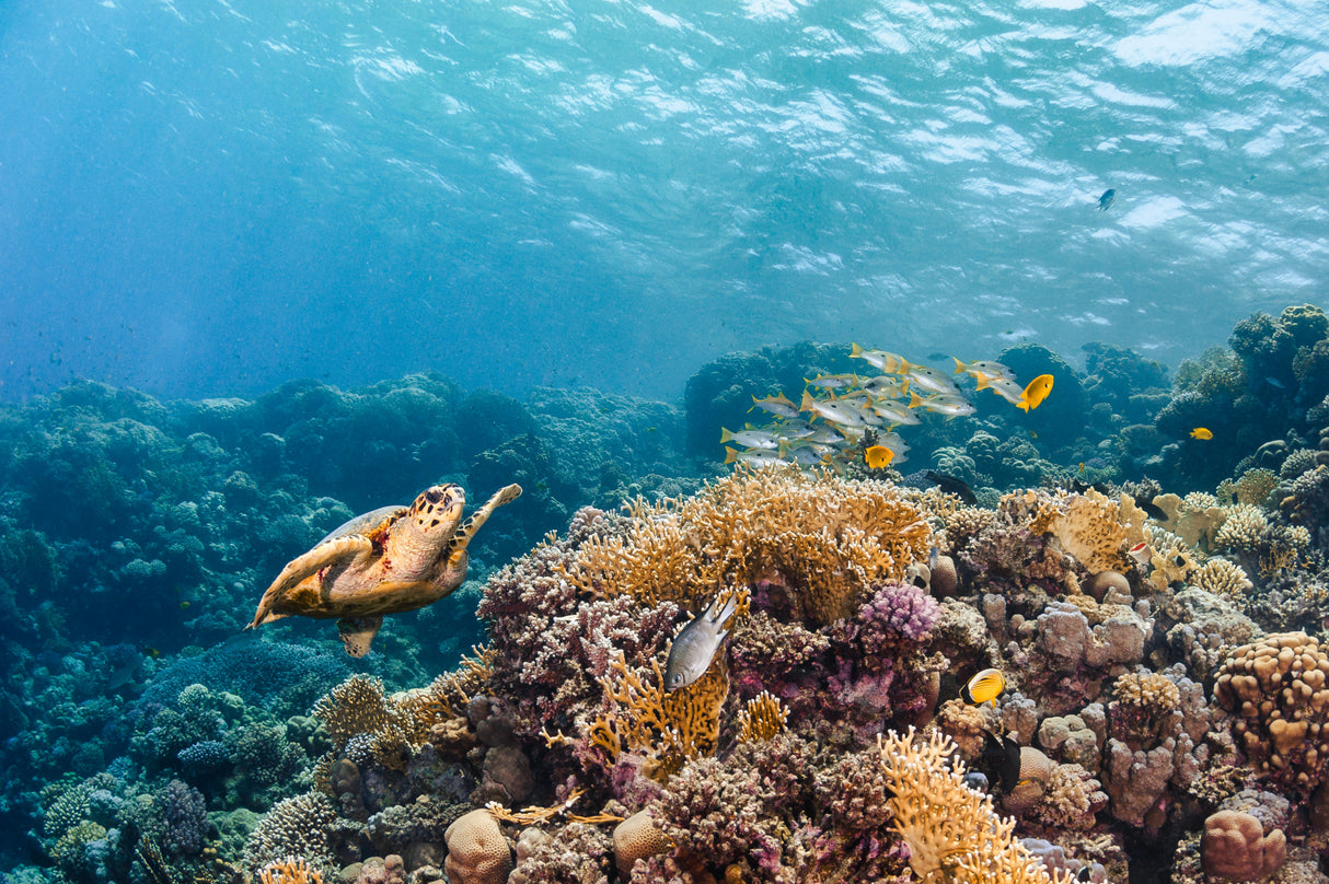 The Reef Life Poster och Canvastavla