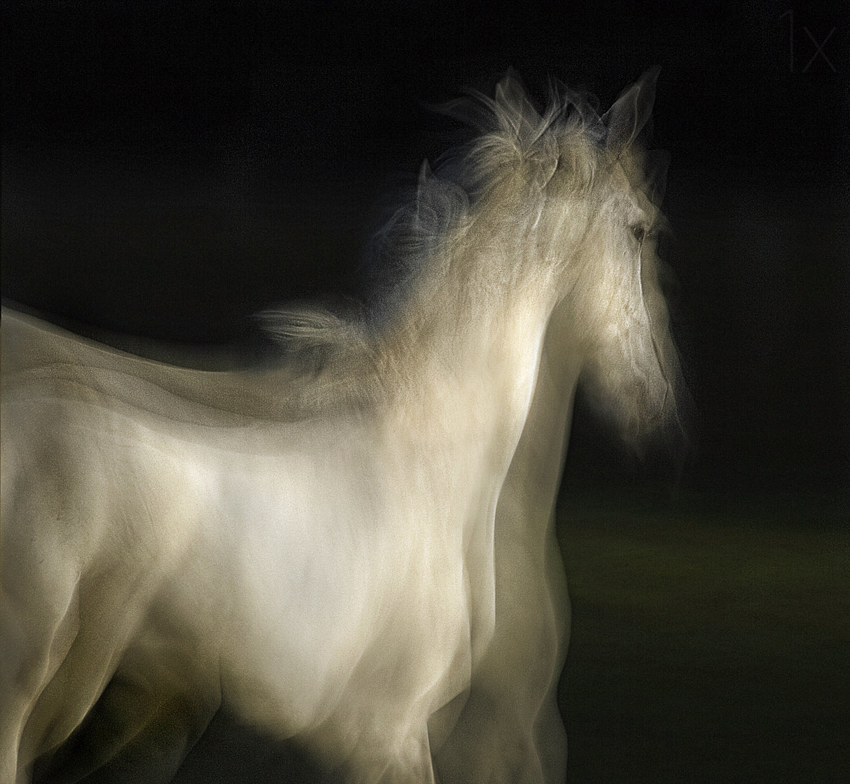 Lipizzan Poster och Canvastavla