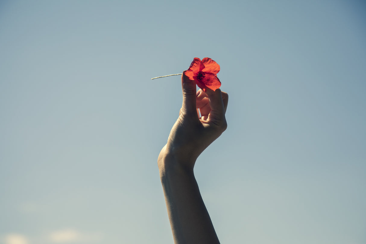 red flower and blue sky Poster och Canvastavla