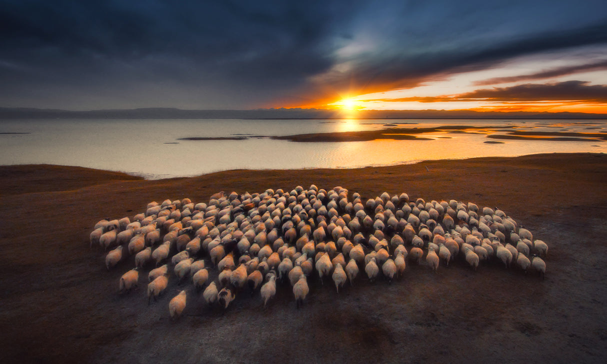 Flocks of flocks at dusk Poster och Canvastavla