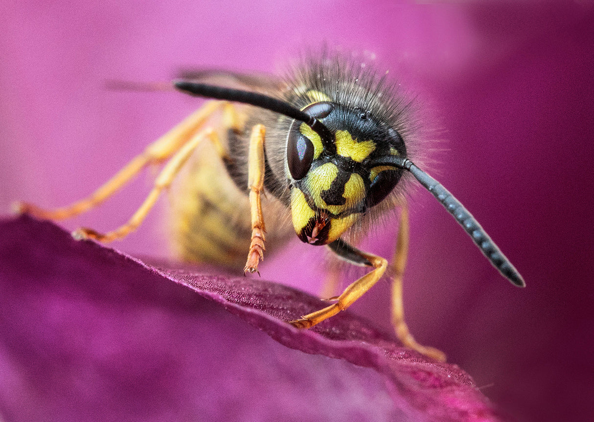 Wasp Poster och Canvastavla