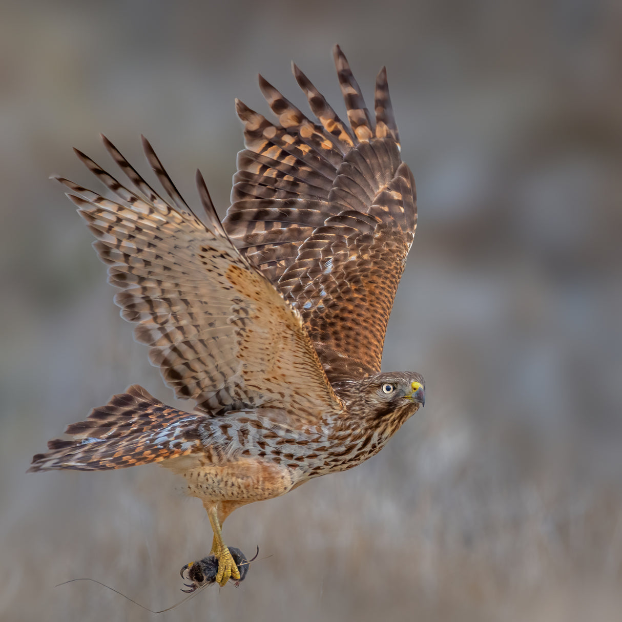 Red shouldered hawk hunting Poster och Canvastavla