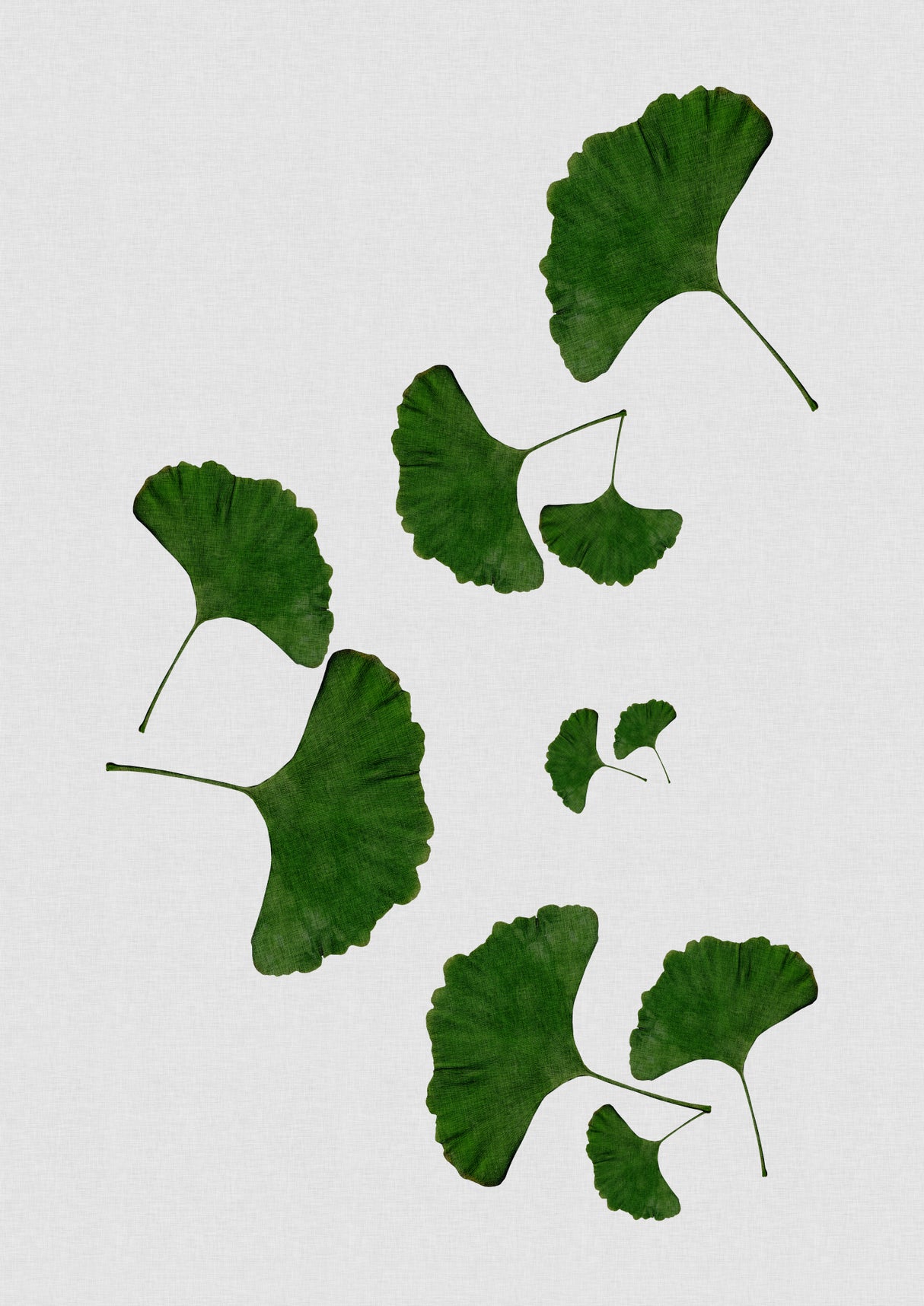 Ginkgo Leaf I Poster och Canvastavla