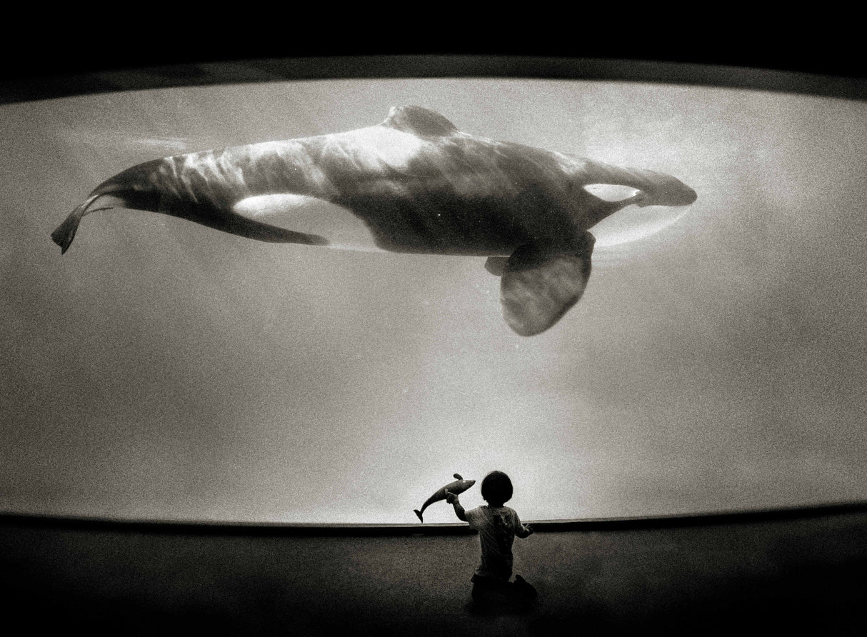 Within the Orca's Domain Poster och Canvastavla