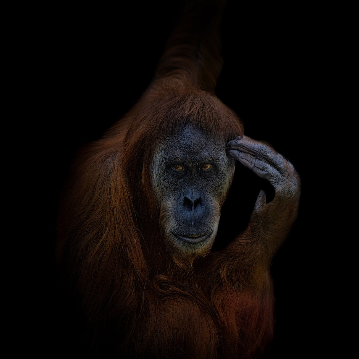 Orang-Utan Poster och Canvastavla