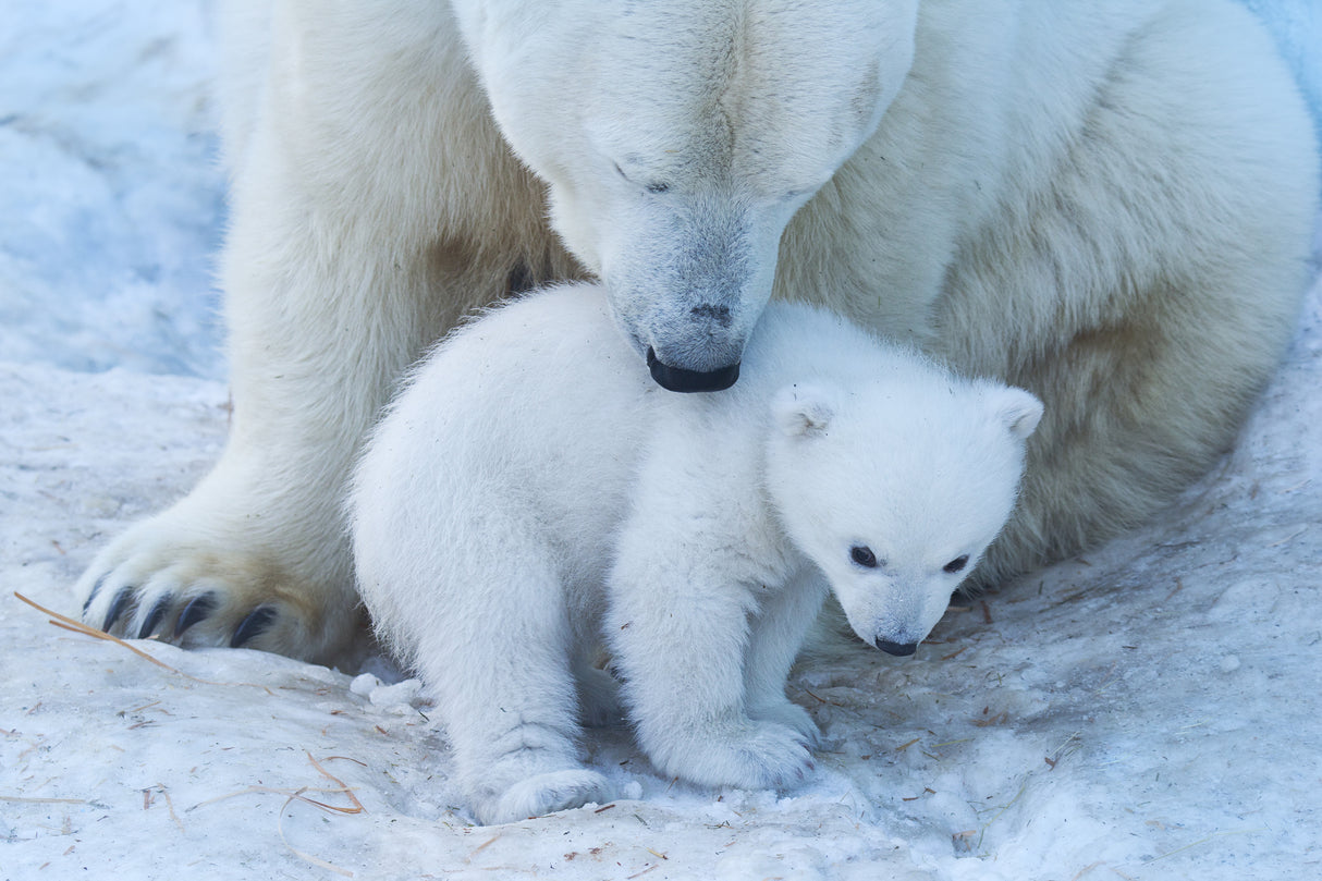 Polar bear portrait Poster och Canvastavla