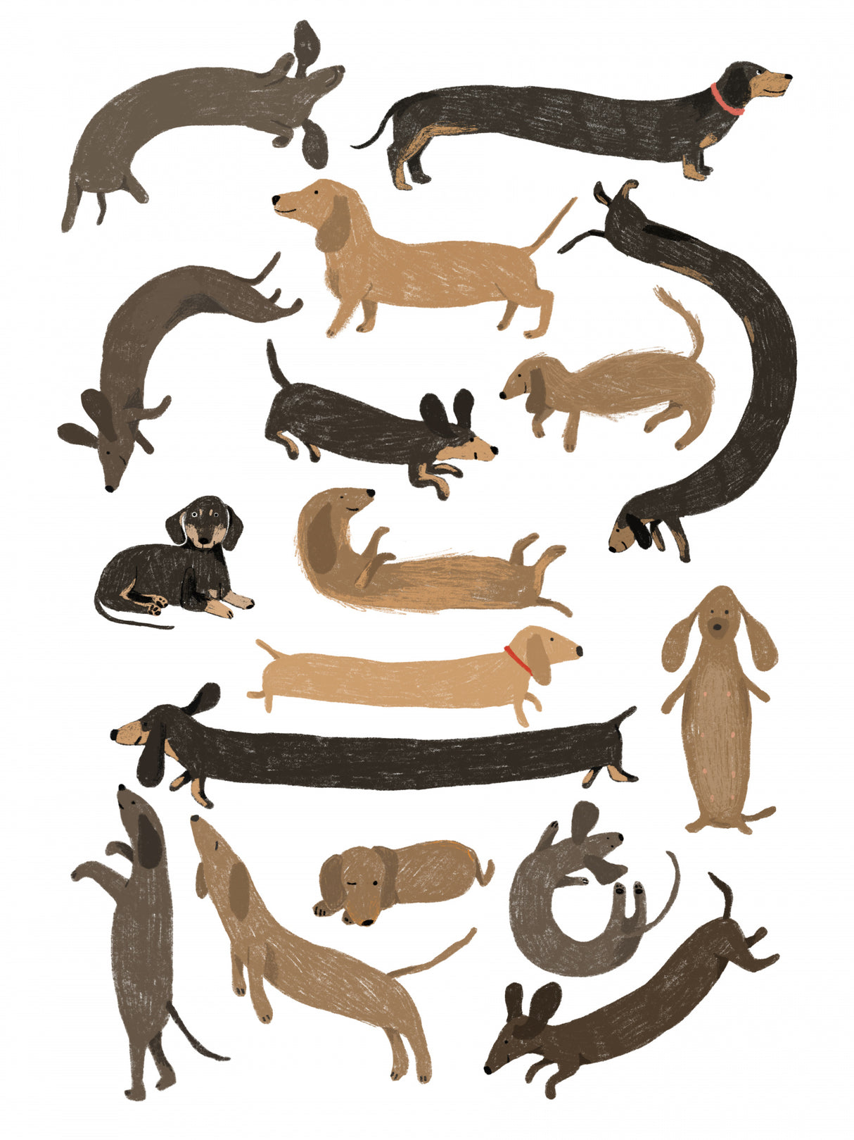 Dachshund Print Poster och Canvastavla