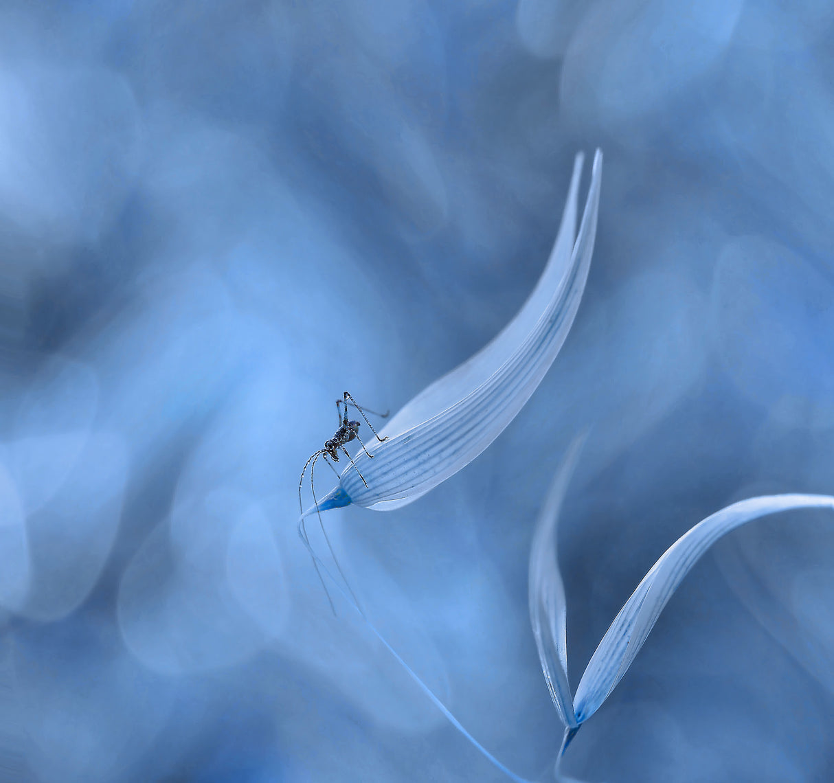 There is a storm in the air... Poster och Canvastavla