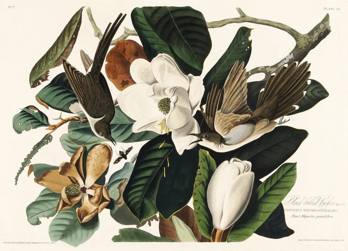 Black Billed Cuckoo From Birds of America (1827) Poster och Canvastavla