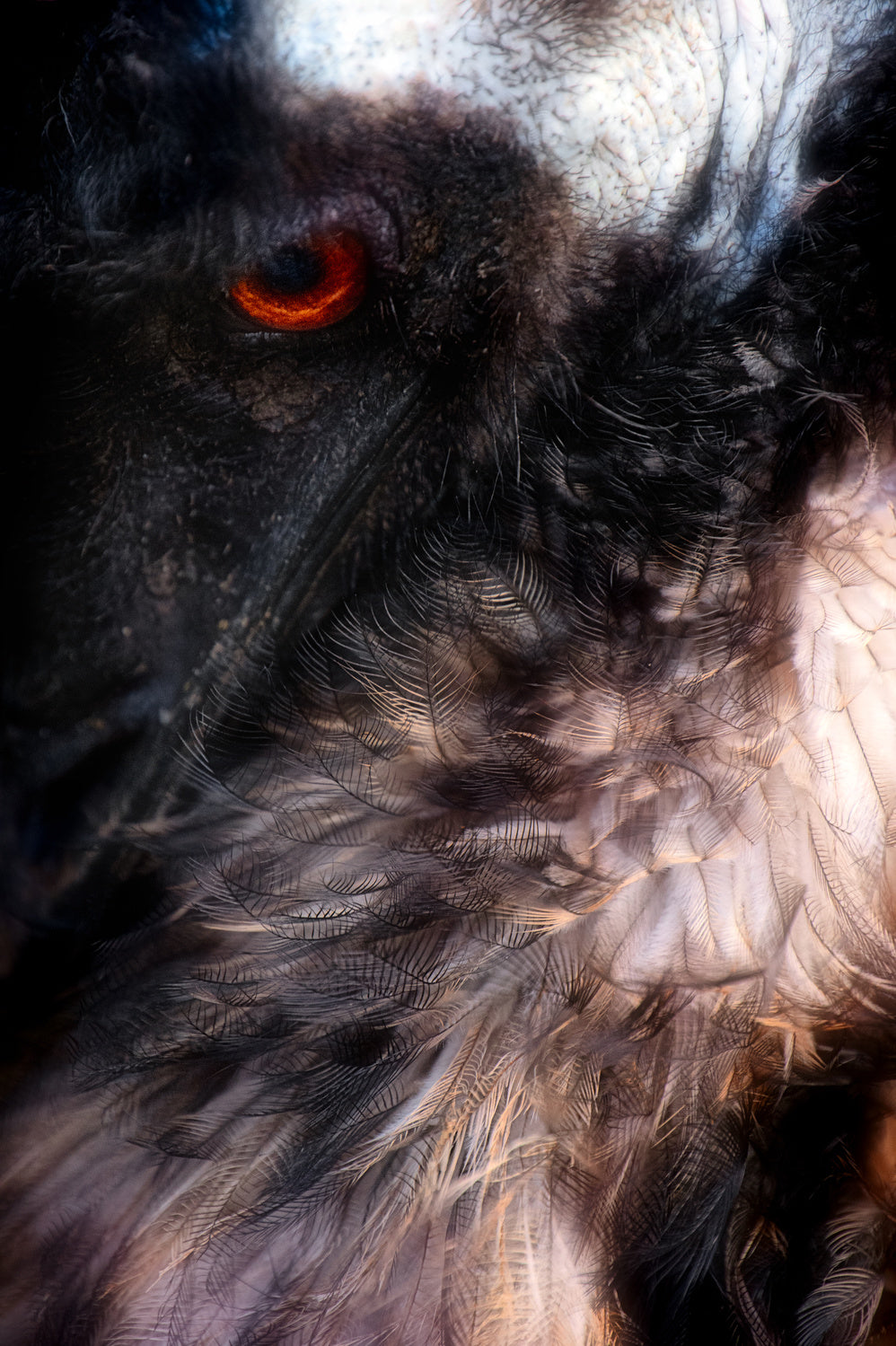 Animal abstraction (Emu) Poster och Canvastavla