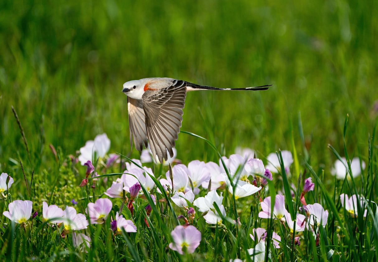 Scissor-tailed Flycatcher Poster och Canvastavla