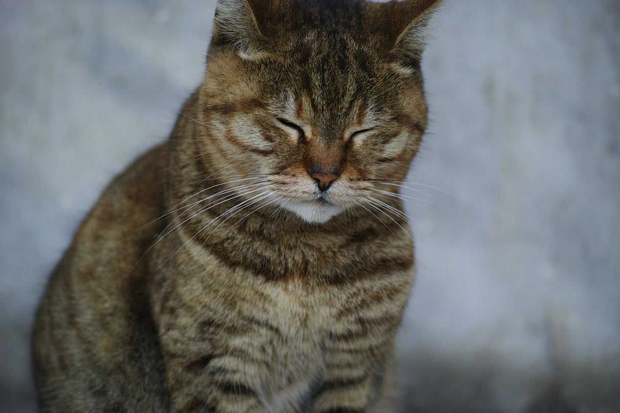 tabby cat Poster och Canvastavla