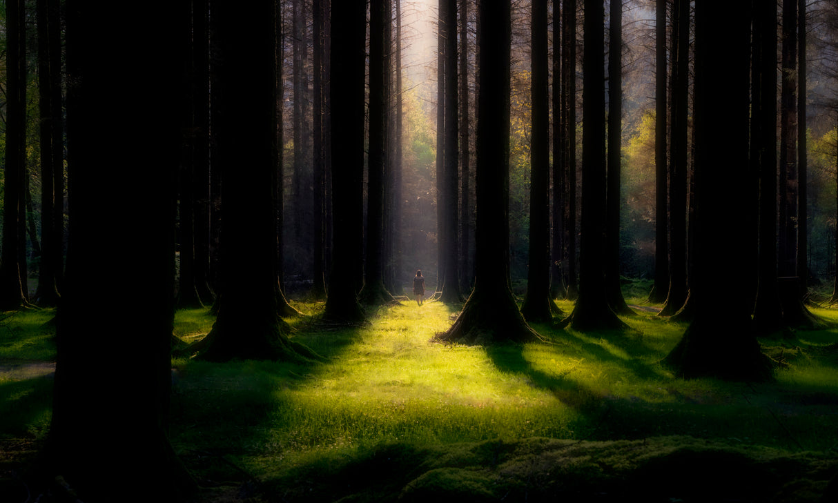 Trees are always a relief Poster och Canvastavla