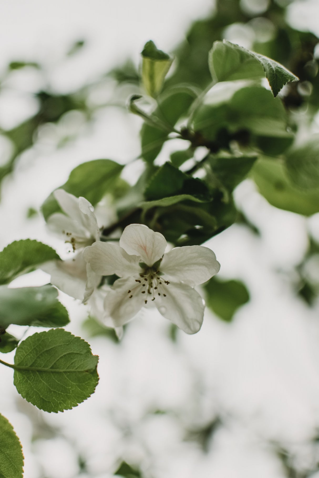 Spring Series - Apple Blossoms in the Rain 10/12 Poster och Canvastavla