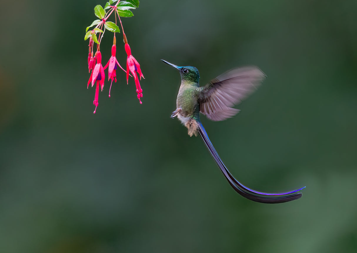 Violet-tailed sylph Poster och Canvastavla