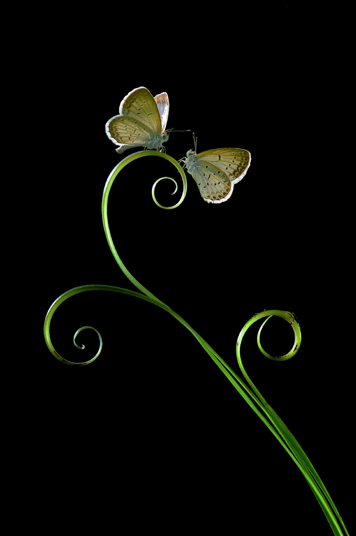 Two Butterflies Poster och Canvastavla