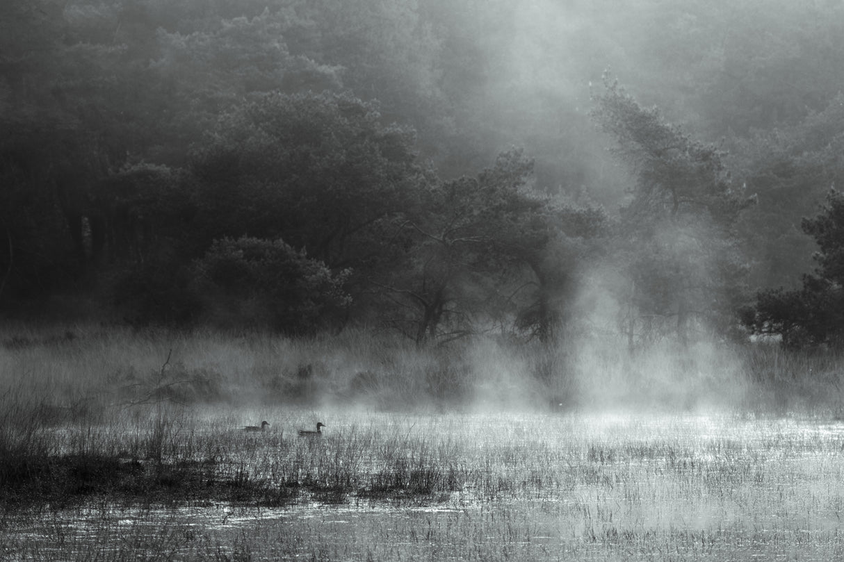 Morning at the moor Poster och Canvastavla