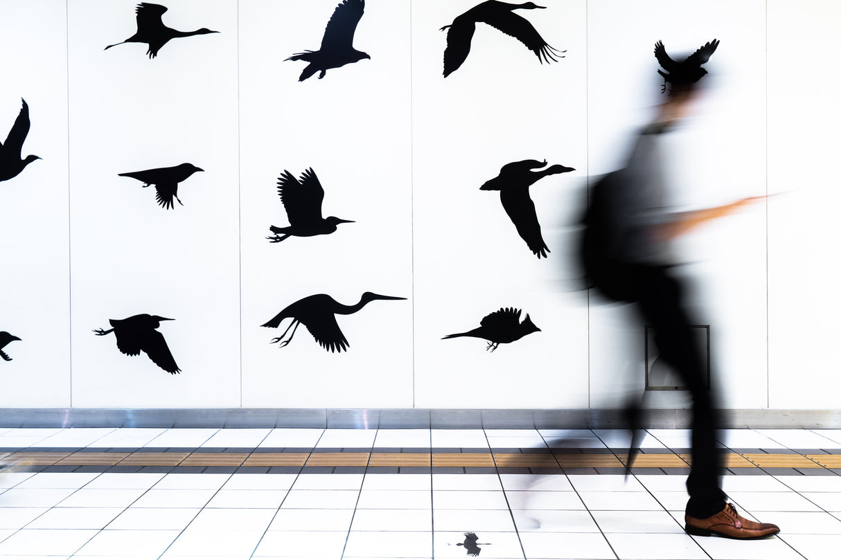 Walking with birds Poster och Canvastavla
