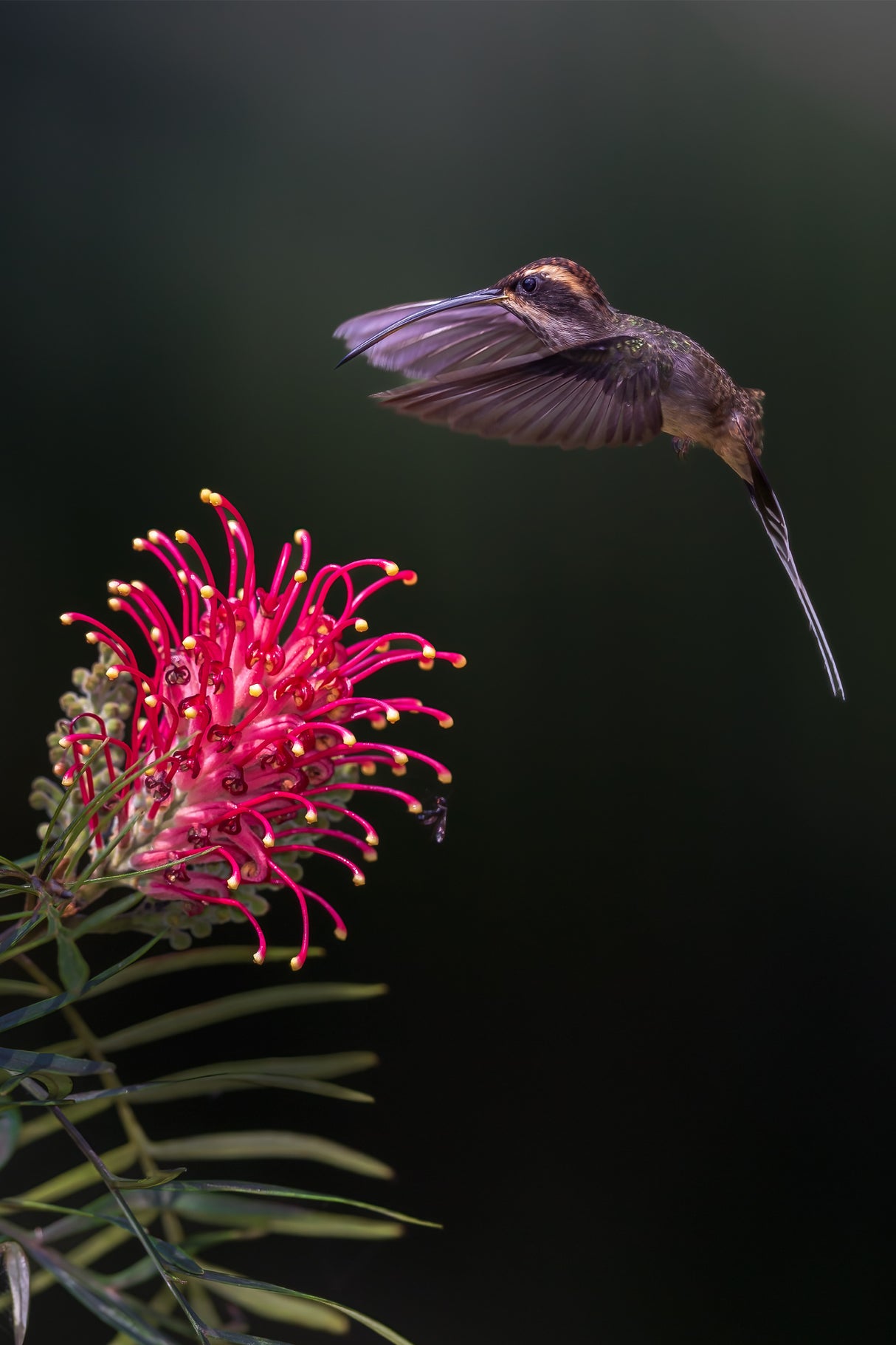Scale throated hermit Poster och Canvastavla