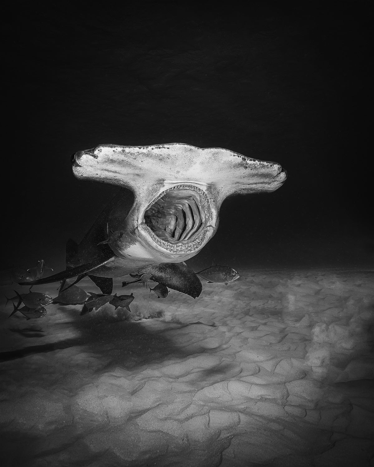 Shark's yawning Poster och Canvastavla