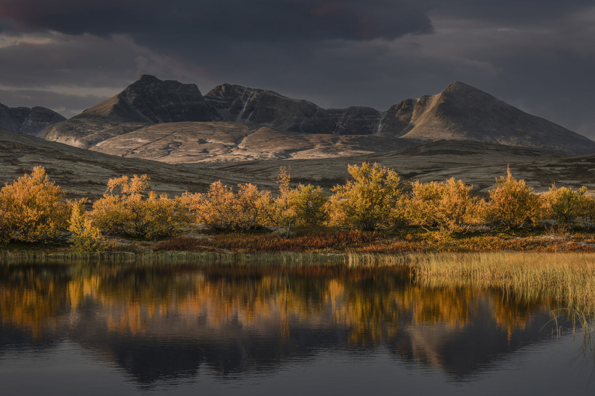 Golden autumn in Norway Poster och Canvastavla