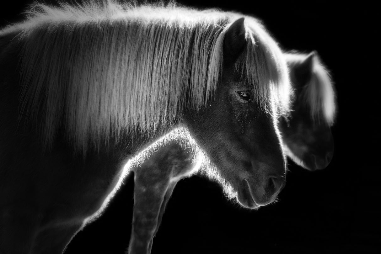 Two beautiful horses Poster och Canvastavla