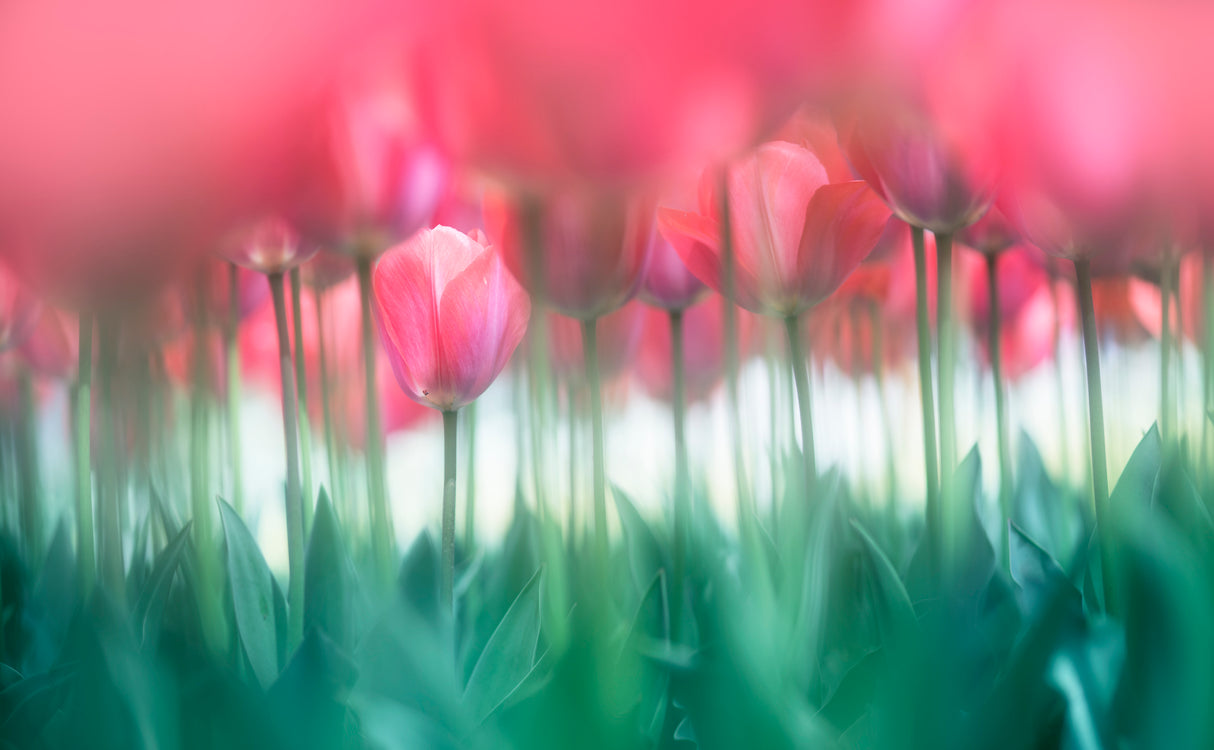 Lined tulips Poster och Canvastavla