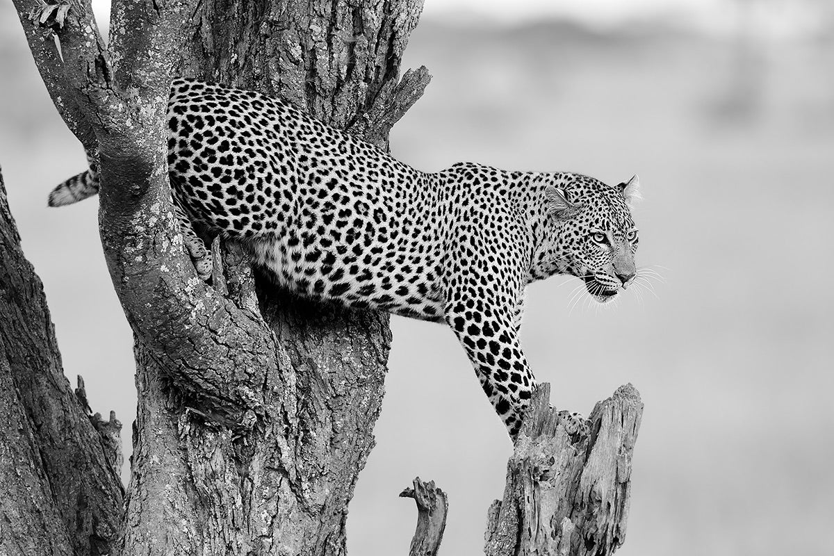 Big Cat Poster och Canvastavla