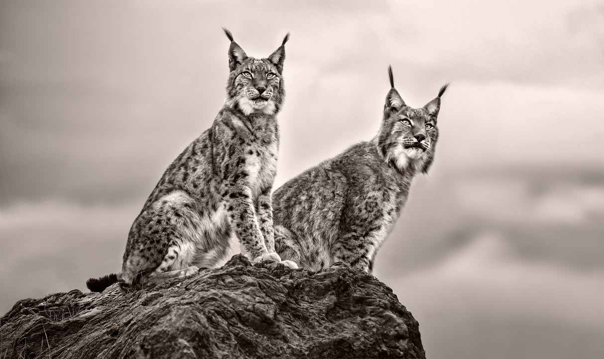 Two Lynx on rock Poster och Canvastavla
