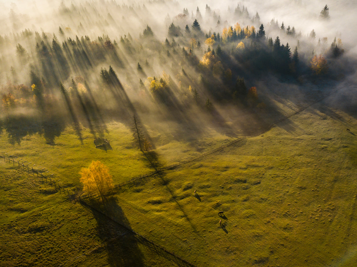B U C O V I N A Poster och Canvastavla