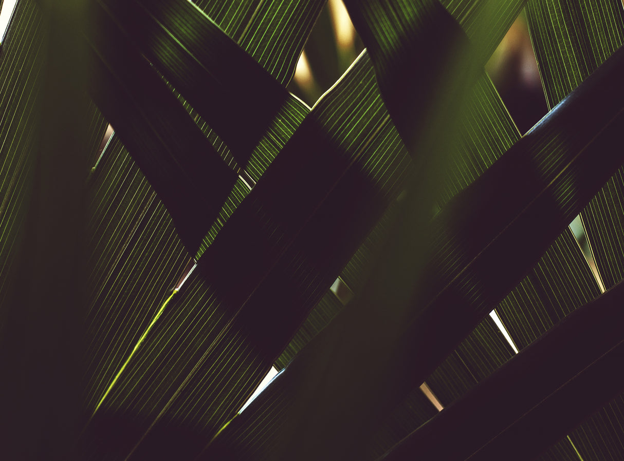 Palm Textures Poster och Canvastavla