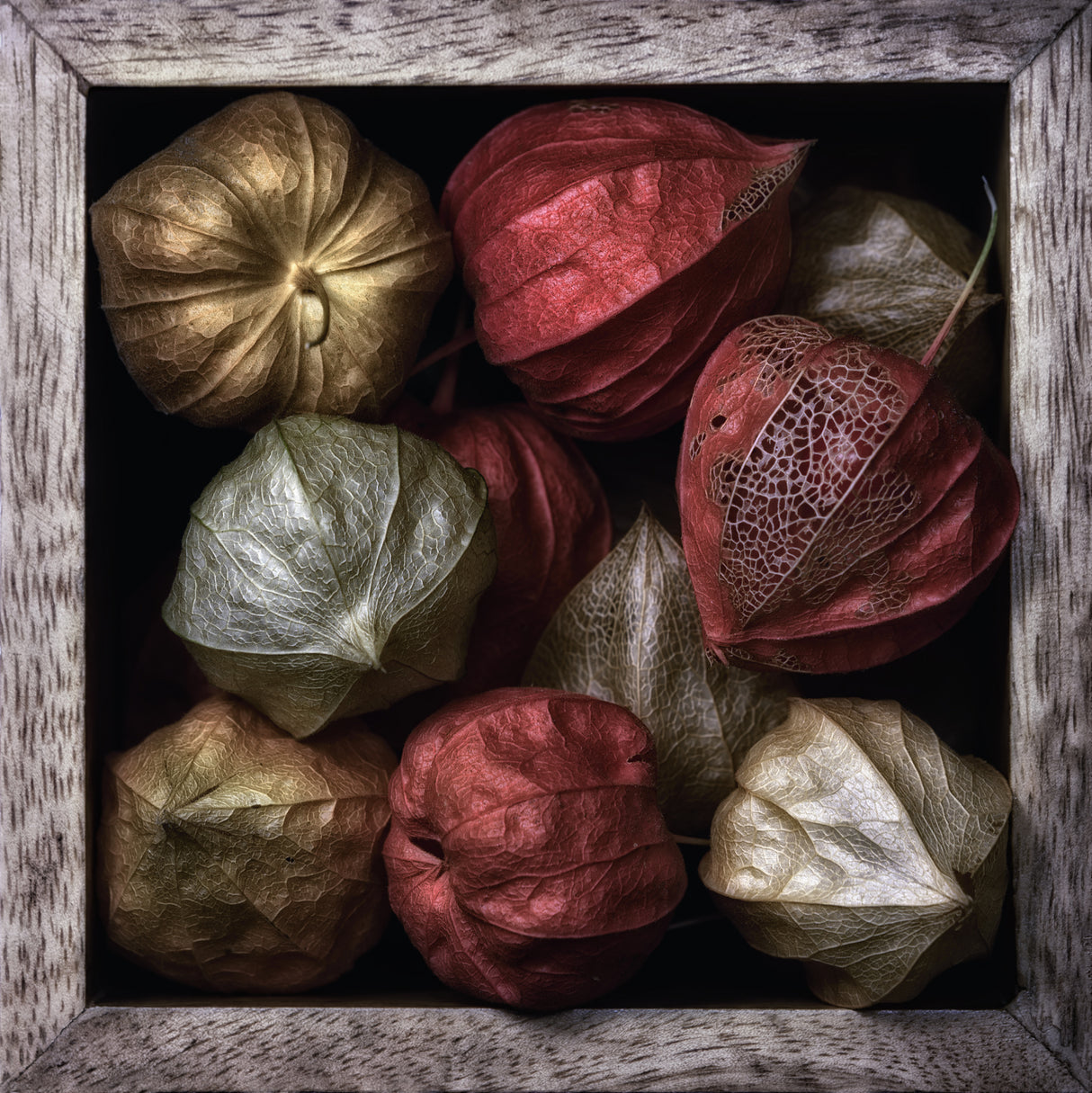 Physalis in a box Poster och Canvastavla