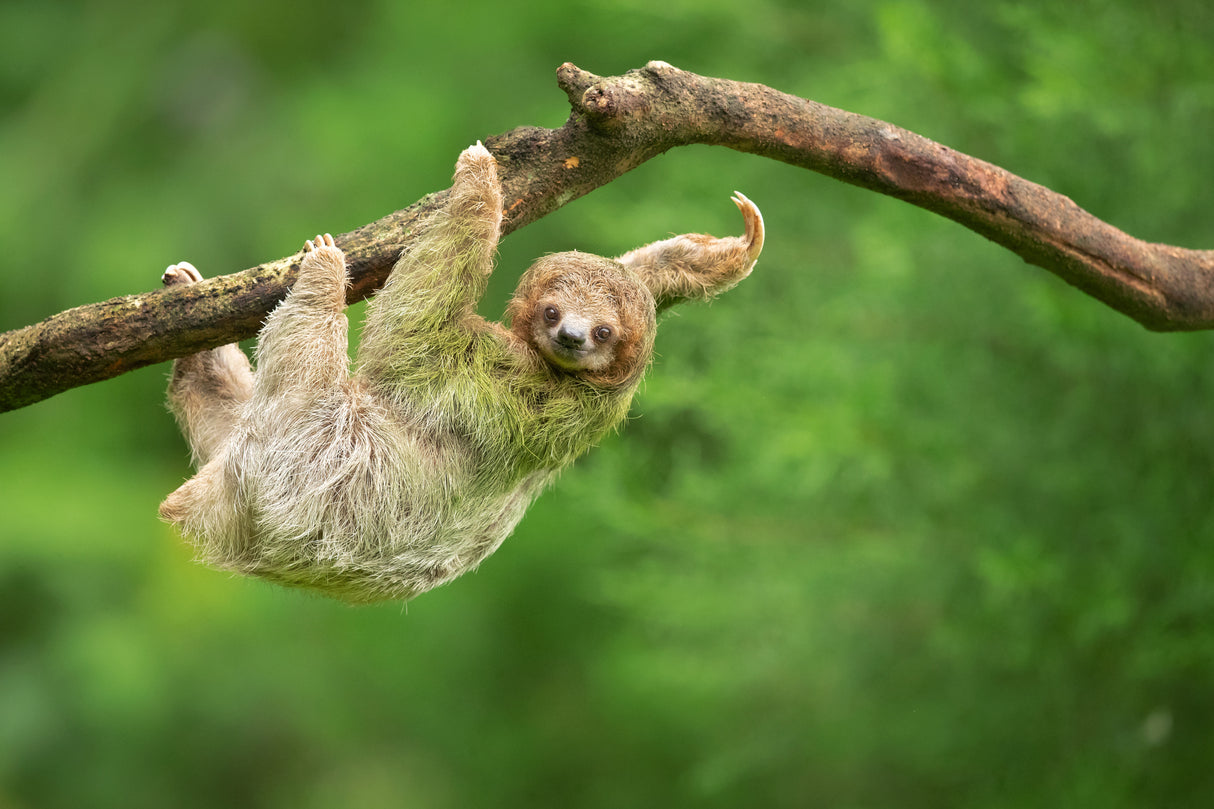 Brown-throated sloth Poster och Canvastavla