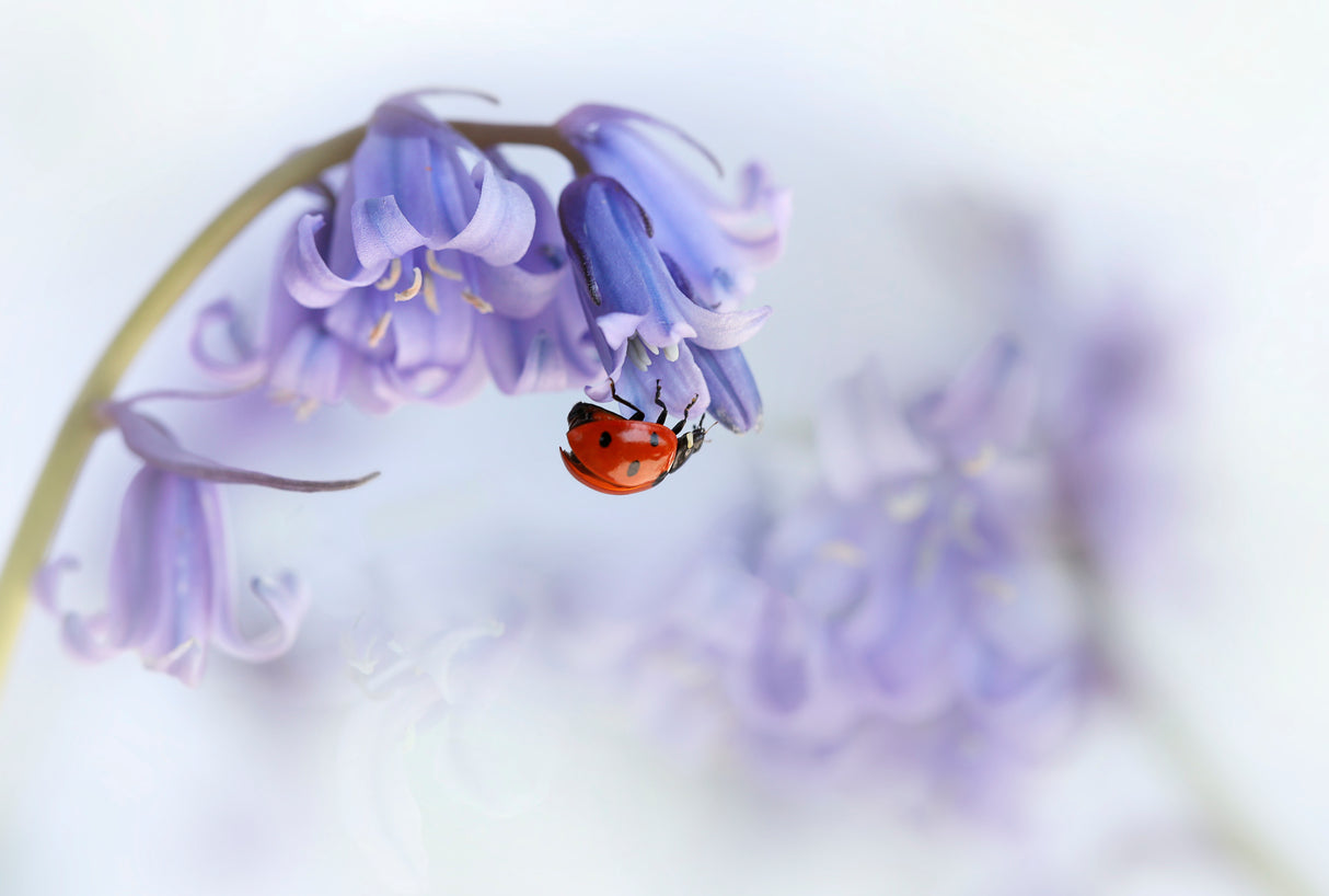 Ladybird...! Poster och Canvastavla