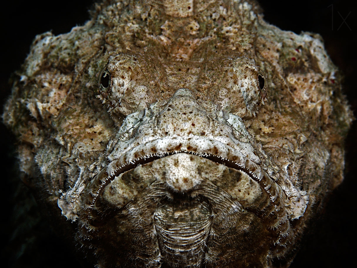 Scorpionfish Portrait Poster och Canvastavla