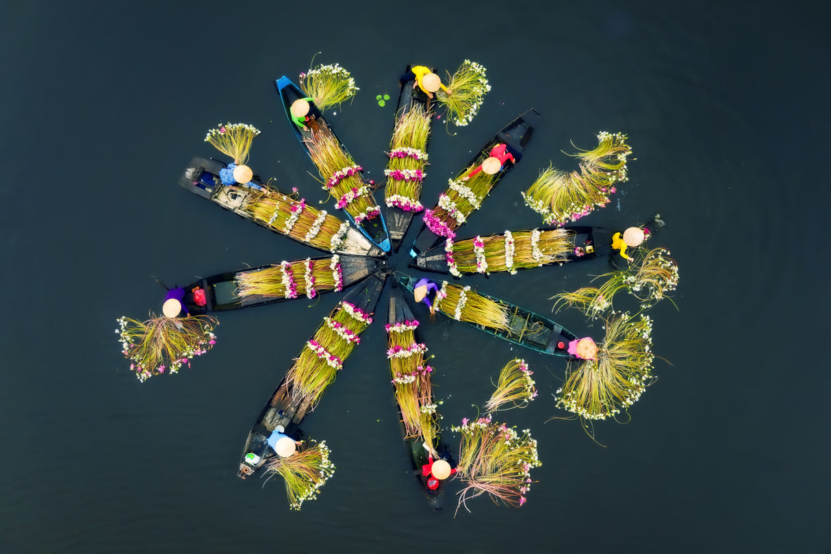 Harvesting water lilies v1 Poster och Canvastavla