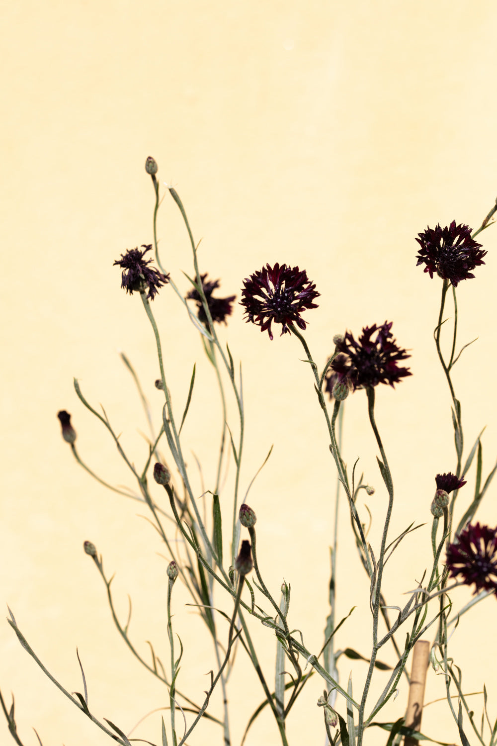 Withered flowers Poster och Canvastavla