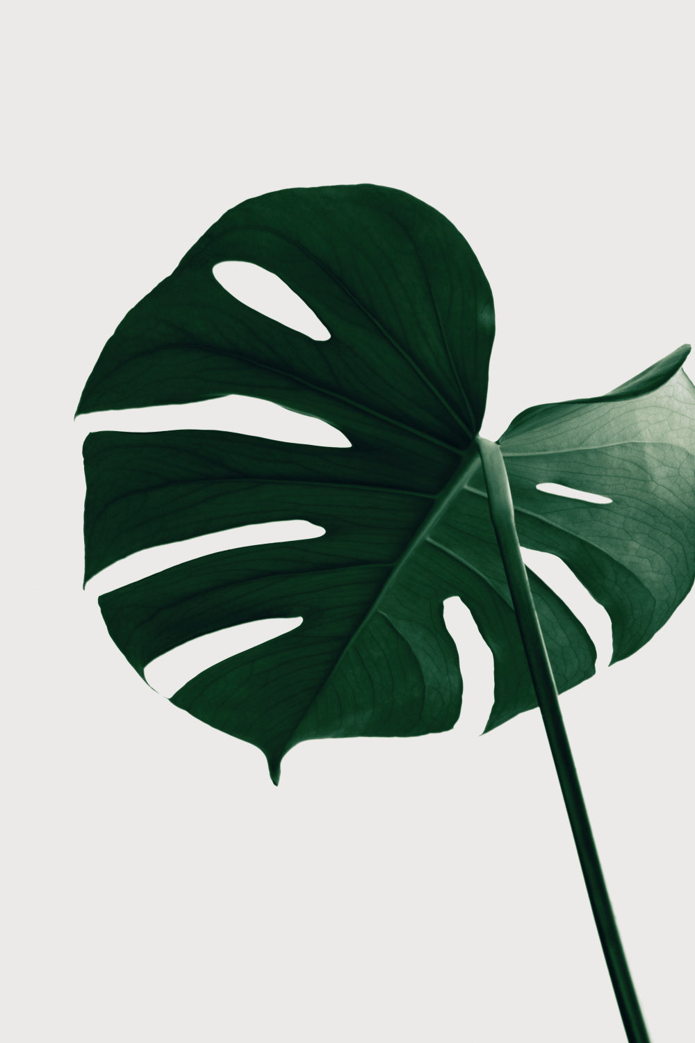 Monstera Natural 33 Poster och Canvastavla