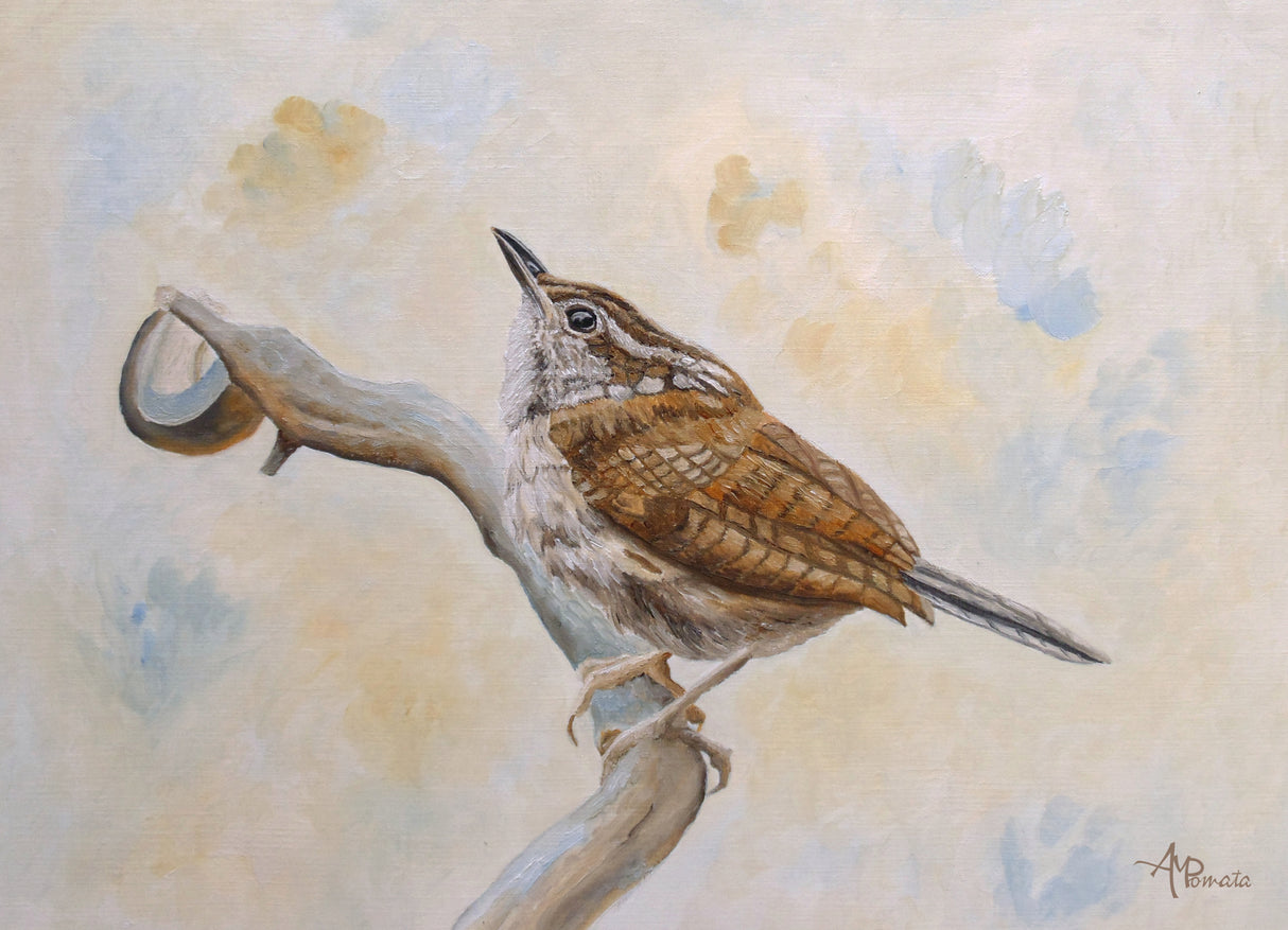 Carolina Wren Poster och Canvastavla