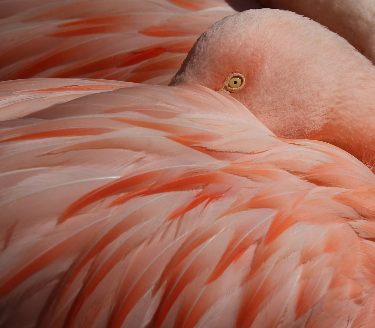 Portrait of a Pink Flamingo Poster och Canvastavla