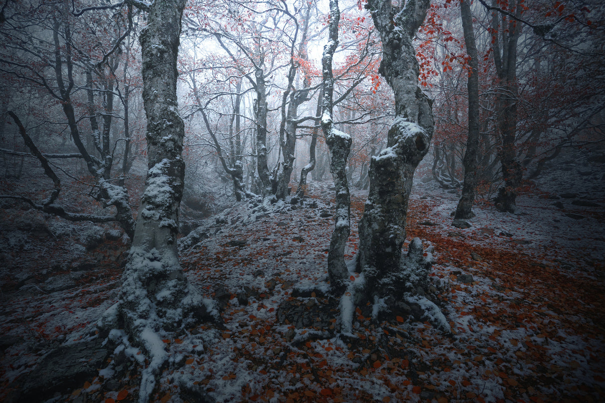 Forest gates Poster och Canvastavla