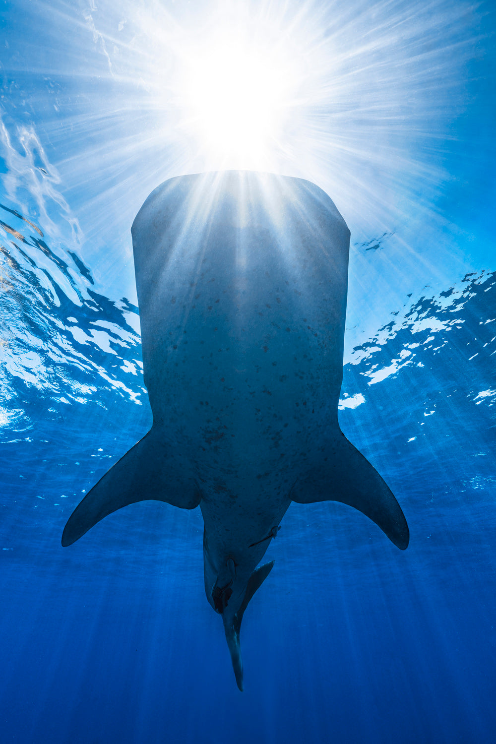Whale shark and sun Poster och Canvastavla