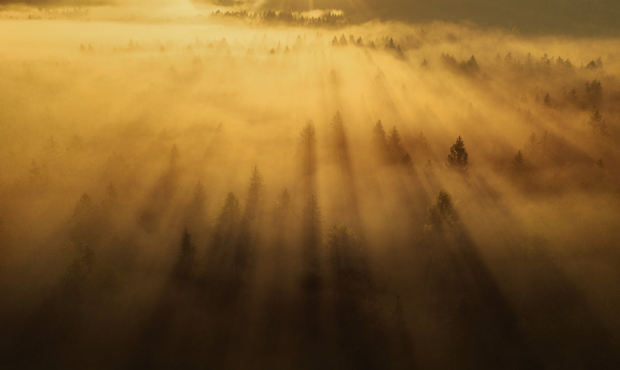 Morning in the forest Poster och Canvastavla