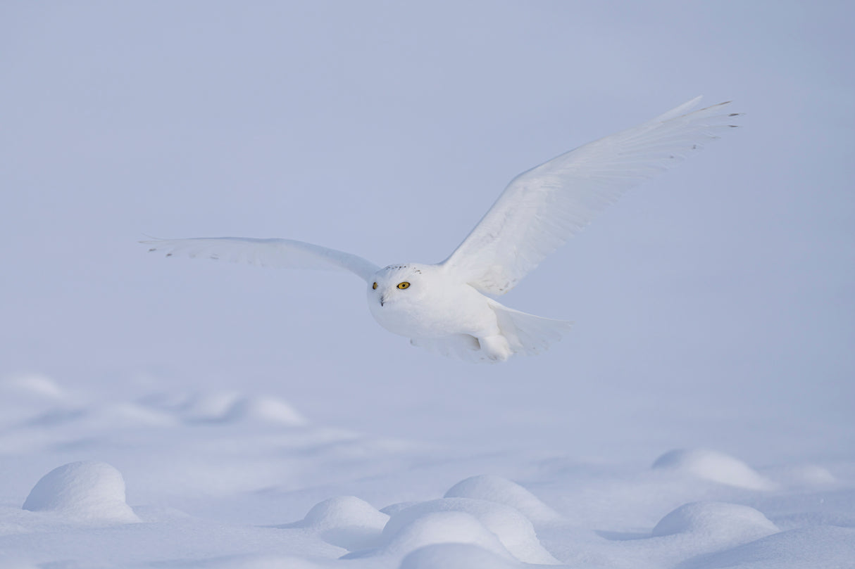 Silent Glider Poster och Canvastavla
