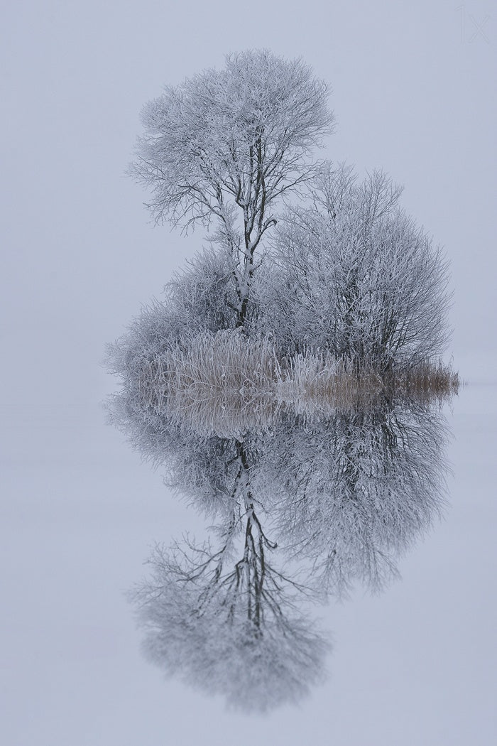 winter stillness Poster och Canvastavla