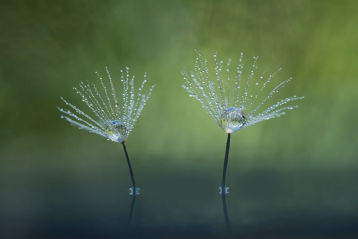 Dandelion Flowers Poster och Canvastavla